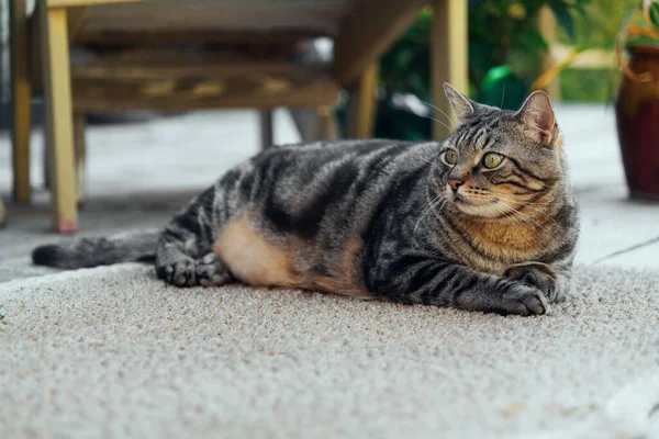 Kot Spoczywa Pokładzie Podwórka Tle Złotego Zachodzącego Słońca Wysokiej Jakości — Zdjęcie stockowe