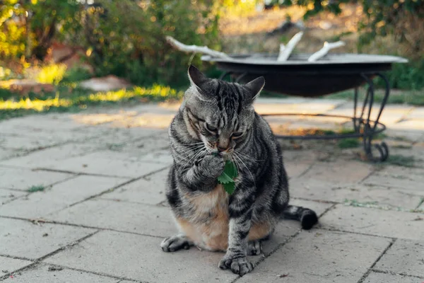 Kedi Arka Bahçede Kedi Nanesi Kokluyor Yalıyor Yüksek Kaliteli Fotoğraf — Stok fotoğraf