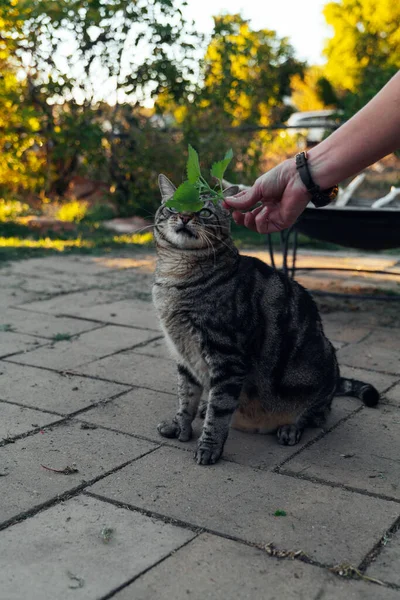 猫は嗅ぎ 裏庭でナニを舐める 高品質の写真 — ストック写真