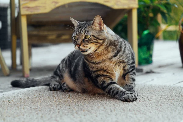 Kedi arka bahçenin güvertesinde altın batan güneşin arka planında dinleniyor. Yüksek kaliteli fotoğraf.