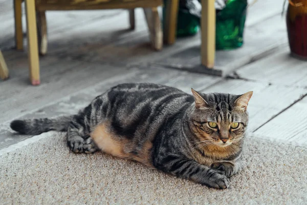 Katten Vilar Bakgårdens Däck Mot Bakgrunden Den Gyllene Solnedgången Högkvalitativt — Stockfoto