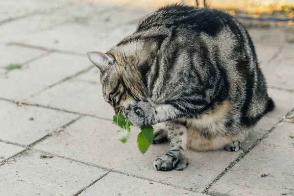 Katten Sniffar Och Slickar Kattmynta Trädgården Högkvalitativt Foto — Stockfoto