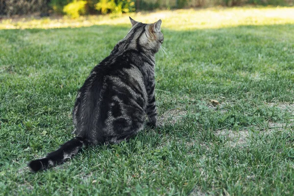 Gato Cinzento Jovem Encantador Jardim Gato Encantador Que Senta Quintal — Fotografia de Stock