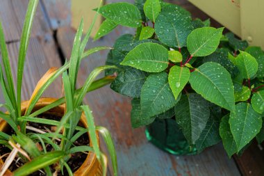 Poinsettia bitkisinin üzerine su damlatan yeşil yapraklar, ahşap bir güvertedeki Euphorbia Pulcherrima. Yüksek kaliteli fotoğraf.
