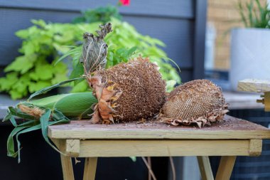 Solmuş, olgunlaşmış, kuru ayçiçekleri arka bahçedeki ahşap bir masada uzanmış sonbahar durgun yaşamı. Yüksek kaliteli fotoğraf.