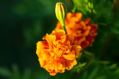 Güzel Tagetes ya da Marigold 'ların gün batımında yeşil bulanık arkaplanlarının yakın çekimleri. Yüksek kaliteli fotoğraf.