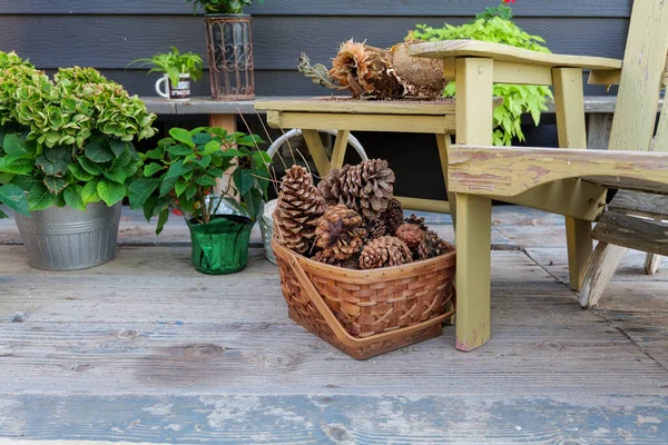 Large Pine Cones Basket Backyard Autumn Still Life High Quality — Stock Photo, Image