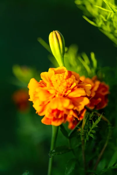 Detailní Záběr Krásné Tagety Nebo Marigolds Zeleném Rozmazaném Pozadí Západu — Stock fotografie