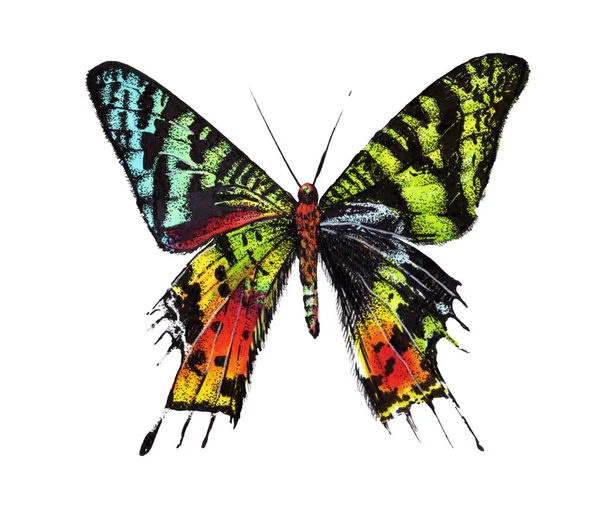 Multicolored butterfly is big and beautiful with black graphics on a white background — Stock Photo, Image