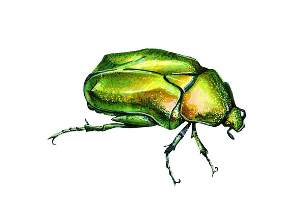 Графика маркера зеленого жука на белом фоне — стоковое фото