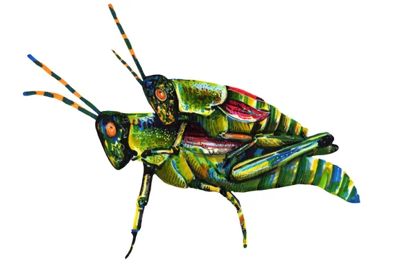 Illustration two green grasshoppers marker on a white background — Stock Photo, Image