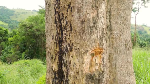 Lumberjack Cutting Tree Axe Close Shot Cutting Tree Deforestation Global — Stock Video