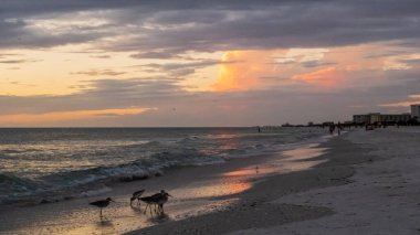 Sahilde güzel bir gün batımı. Kuşlar önümüzde.