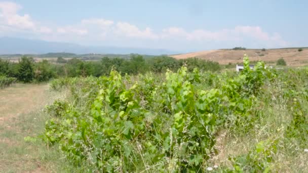 Campo Viñedos Tradicionales Región Melnik Caliente Bulgaria Método Arbusto Proporciona — Vídeos de Stock
