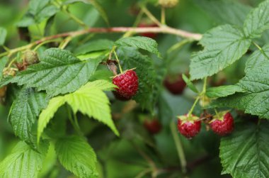 Çalının üstünde kırmızı ahududu