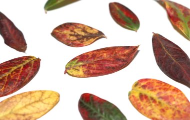 Beyaz arkaplanda sonbahar yaban mersini yaprakları