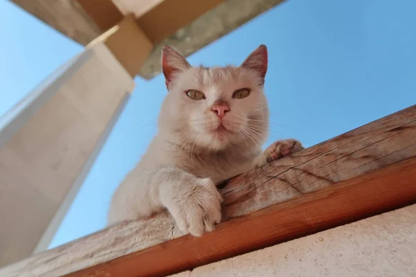 Gato Acostado Valla — Foto de Stock