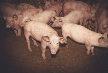 Çiftlikteki domuzlar