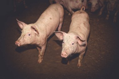 Çiftlikteki domuzlar