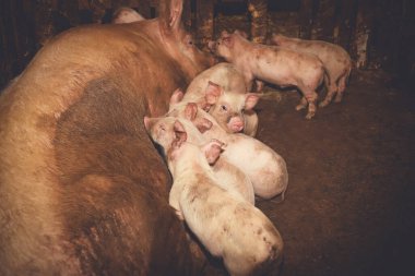 Çiftlikteki domuzlar