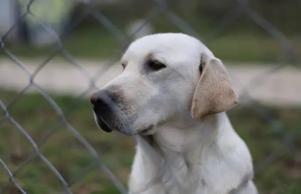 Beyaz bir köpeğin portresi
