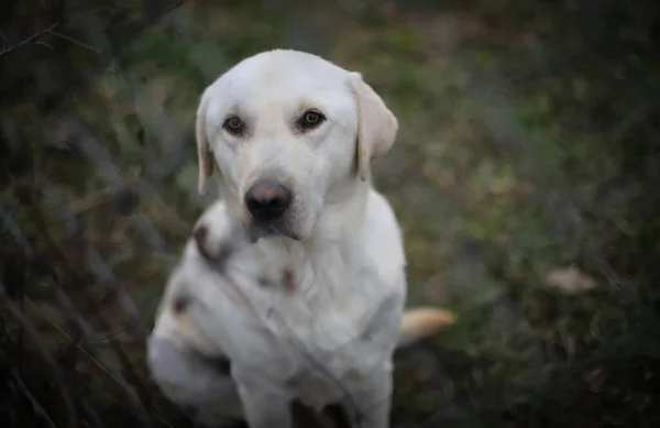 Beyaz bir köpeğin portresi