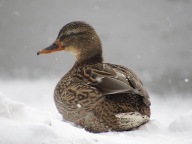 Duck on the river bank in winter