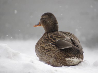 Duck on the river bank in winter