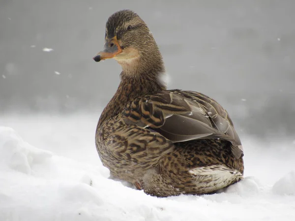 Duck on the snow bank in winter