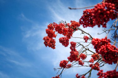 Hafif arkaplan, gökyüzü ve sonbahar rowanberry 