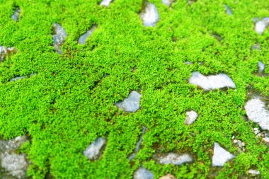 Yosun yeşili doku. Yosun arka planı. Çimento dokusunda yeşil yosun, arka plan. Duvar kağıdı veya arkaplan resmi için bunu kullanın. Metin için boş bir boşluk var