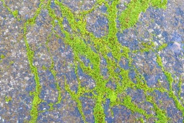 Yosun yeşili doku. Yosun arka planı. Çimento dokusunda yeşil yosun, arka plan. Duvar kağıdı veya arkaplan resmi için bunu kullanın. Metin için boş bir boşluk var