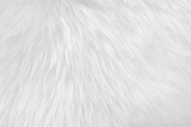 White clean wool texture background. light natural sheep wool. white seamless cotton. texture of fluffy fur for designers. close-up fragment white wool carpet.	