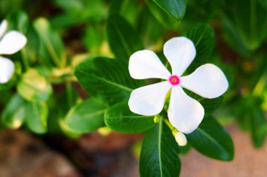 Beyaz çiçek menekşesi, kataranthus gülü, ormandaki çiçeklerin tam ortasında yeşil arka plan, seçici odak noktası Görüntü 'yü bırak.