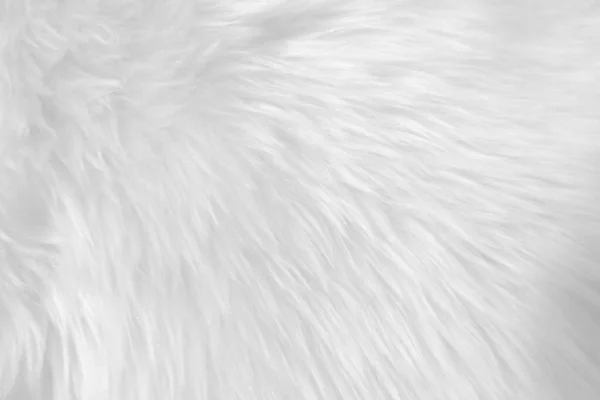 White Clean Wool Texture Background Light Natural Sheep Wool White — Fotografia de Stock