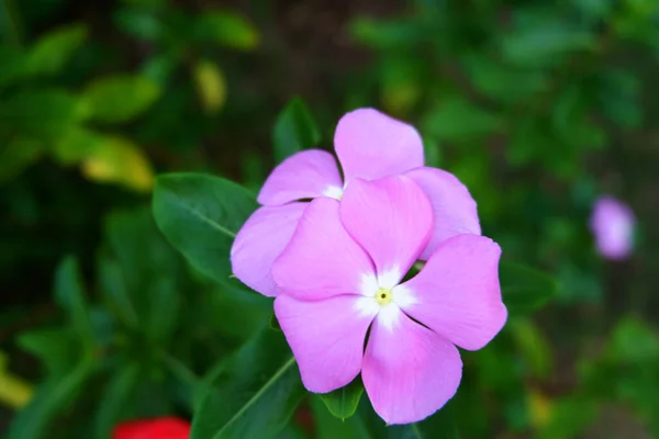 Lila Blomma Periwinkle Catharanthus Roseus Full Blom Skogen Bland Gröna — Stockfoto