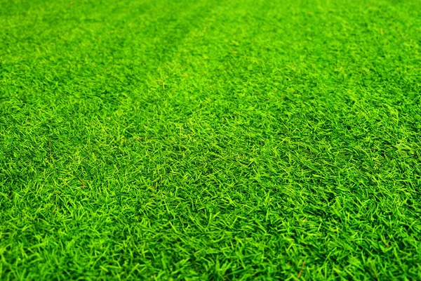 Green Grass Texture Background Grass Garden Concept Used Making Green — Stok fotoğraf