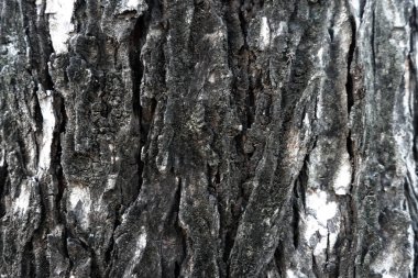 Eski ahşap çatallı, gri-beyaz tonlu. Duvar kağıdı veya arkaplan resmi için bunu kullanın. Metin için boş bir boşluk var