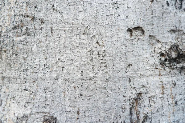Old Wood Texture Background Crack Gray White Tone Use Wallpaper —  Fotos de Stock