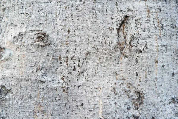 Old Bark Wood Texture Background Crack Gray White Tone Use — Stock Fotó