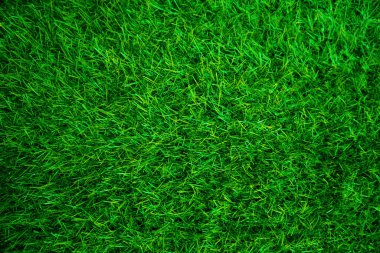 Green grass texture background grass garden concept used for making green background football pitch, Grass Golf, green lawn pattern textured background.	