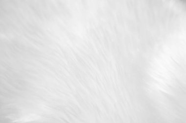 White clean wool texture background. light natural sheep wool. white seamless cotton. texture of fluffy fur for designers. close-up fragment white wool carpet.	