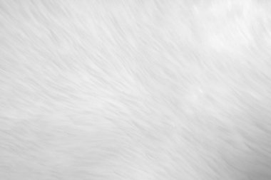 White clean wool texture background. light natural sheep wool. white seamless cotton. texture of fluffy fur for designers. close-up fragment white wool carpet.	