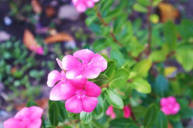 Pembe çiçek menekşesi, kataranthus gülü, ormanda tamamen çiçek açmış yeşil arka plan, seçici odak noktası Görüntü 'yü bırak..