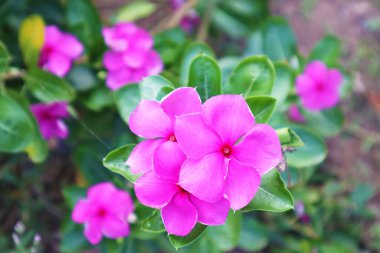 Pembe çiçek menekşesi, kataranthus gülü, ormanda tamamen çiçek açmış yeşil arka plan, seçici odak noktası Görüntü 'yü bırak..