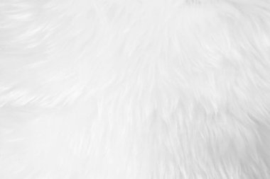 White clean wool texture background. light natural sheep wool. white seamless cotton. texture of fluffy fur for designers. close-up fragment white wool carpet.	