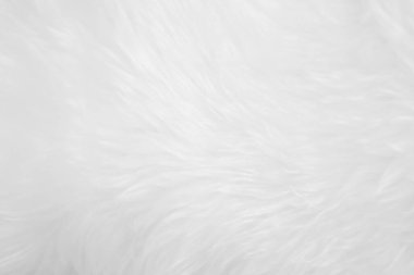 White clean wool texture background. light natural sheep wool. white seamless cotton. texture of fluffy fur for designers. close-up fragment white wool carpet.	