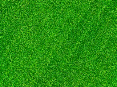 Green grass texture background grass garden concept used for making green background football pitch, Grass Golf, green lawn pattern textured background.	