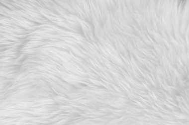 Beyaz, temiz yün dokusu arka planda. hafif doğal koyun yünü. Beyaz, pürüzsüz pamuk. Tasarımcılar için tüylü kürk dokusu. yakın plan beyaz yün halı..
