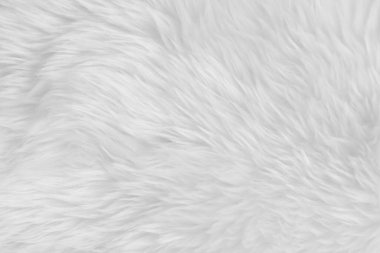 Beyaz, temiz yün dokusu arka planda. hafif doğal koyun yünü. Beyaz, pürüzsüz pamuk. Tasarımcılar için tüylü kürk dokusu. yakın plan beyaz yün halı..